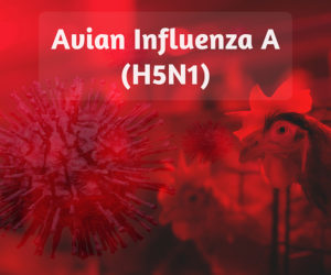 H5N1 Avian Influenza Situation Update and Threat Overview for Business Continuity and Risk Management