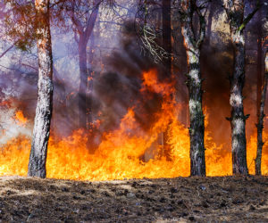 Wildfire Disasters: Opportunities to Improve Federal Response, Recovery, and Mitigation Efforts