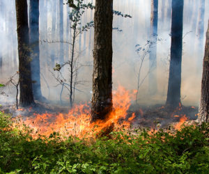Wind-Driven Fire Spread to a Structure from Landscape Timbers