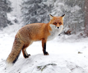 Preventing Wildlife Rabies Saves Lives and Money